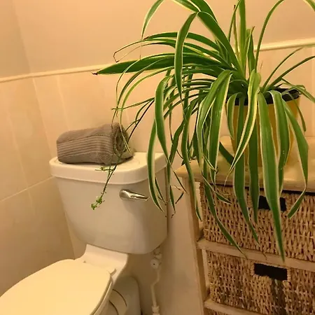 Immaculate In Σπίτι διακοπών Γουέστπορτ